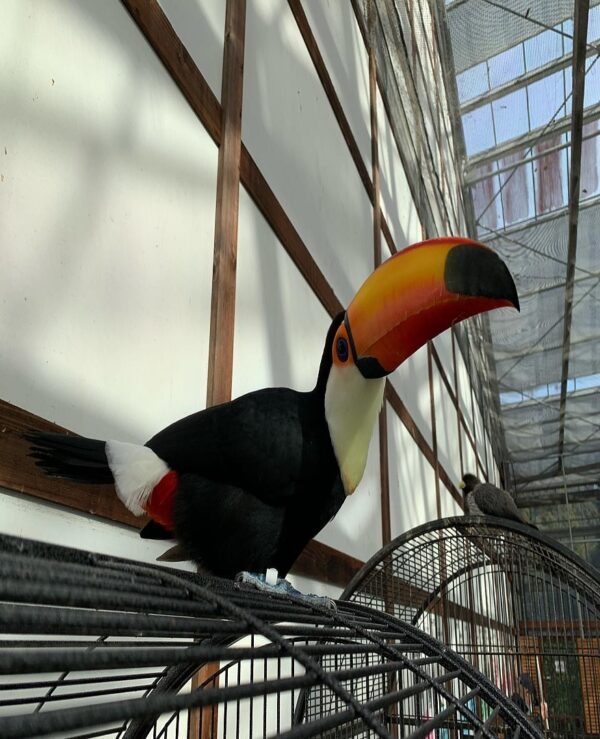 Toco Toucan