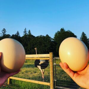 Ostrich Eggs