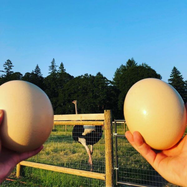 Ostrich Eggs