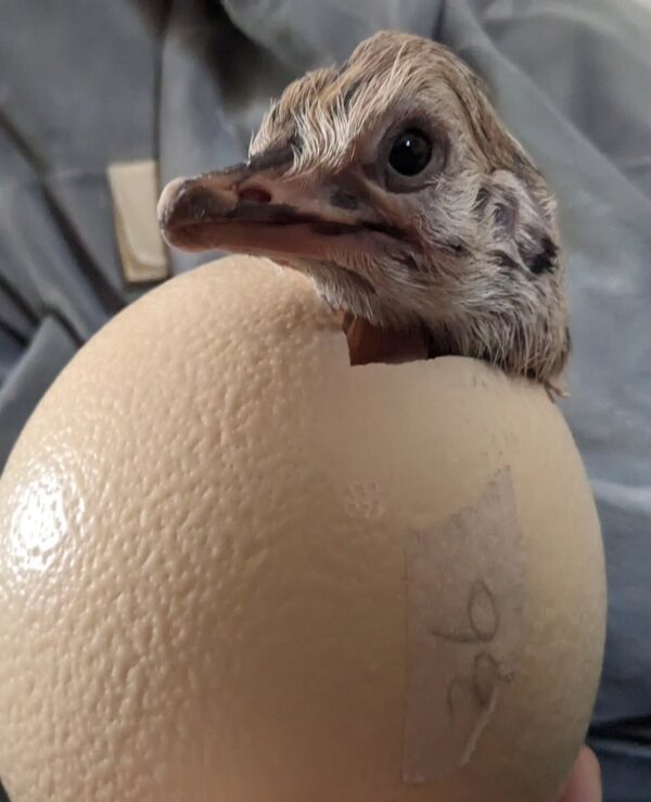 Ostrich Eggs For Sale