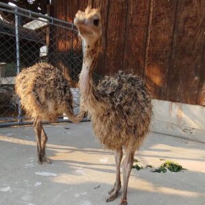 Ostrich