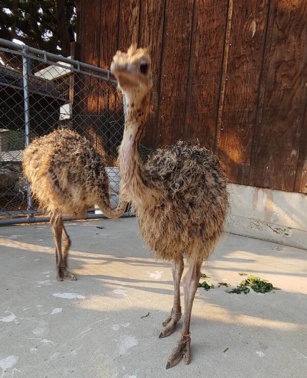 Ostrich