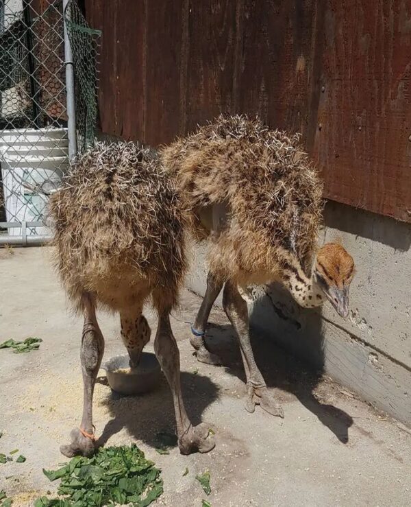 Ostrich