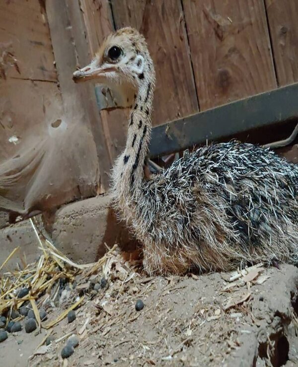 Ostrich For Sale