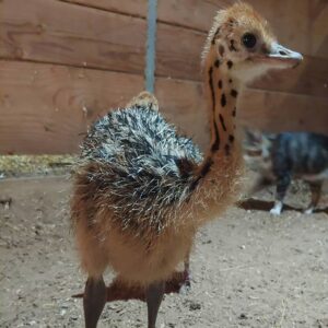 Ostrich For Sale