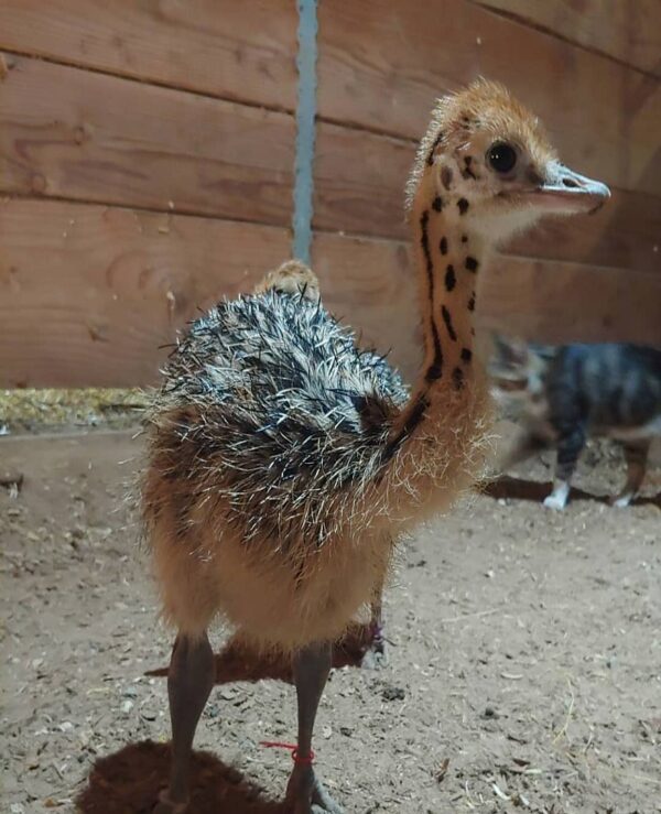 Ostrich For Sale