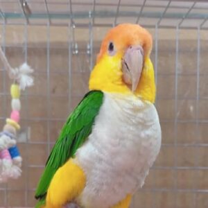 White Bellied Caique,