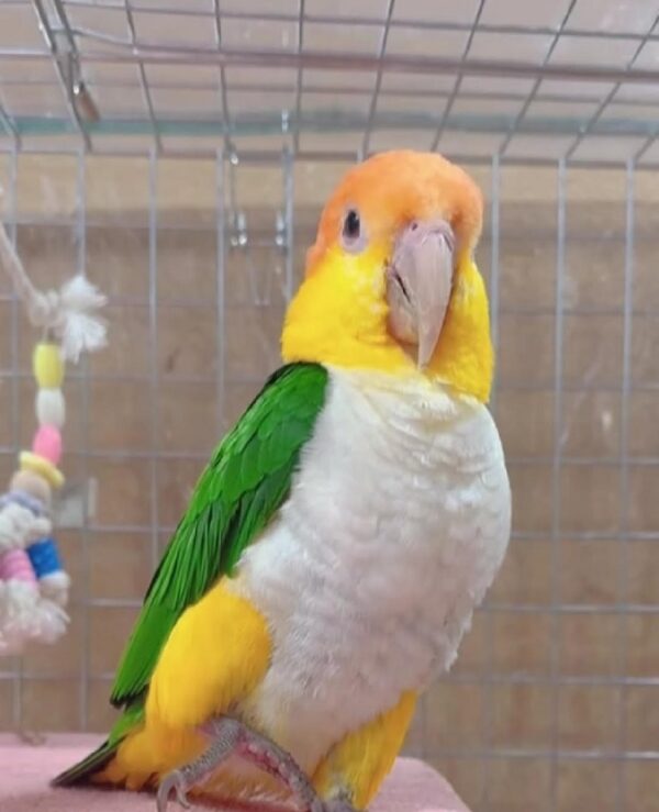 White Bellied Caique,