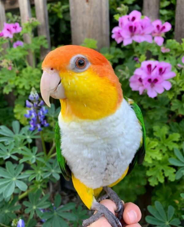 White Bellied Caique,