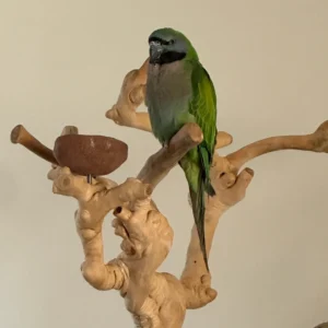 Sammy