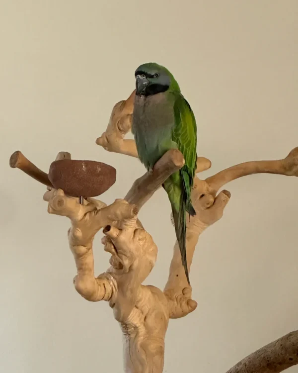 Sammy